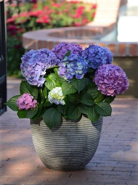 25 Shade Loving Plants For Containers And Hanging Baskets 1000 In
