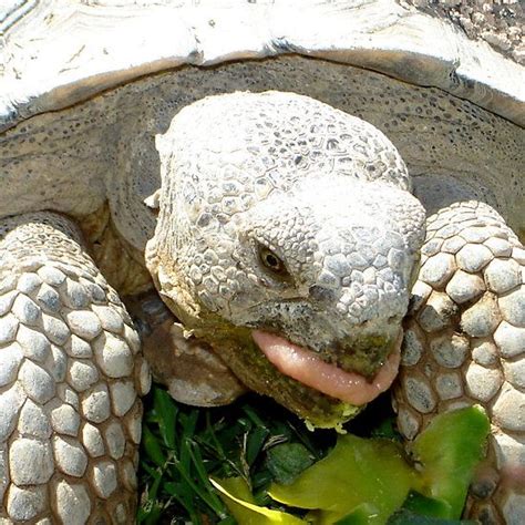 The genus is named after the ancient greek city of opus. Desert Tortoise eats a variety of delicious plants and ...