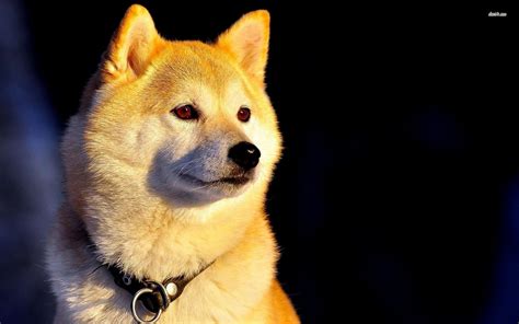 Shiba Inu Wallpapers 67 Background Pictures