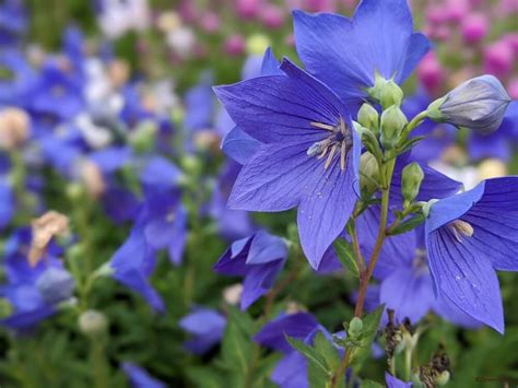 From middle chinese 桔梗 (ket̚ kˠæŋx). 桔梗(キキョウ)の花言葉｜花が咲く時期や見頃の季節は？ - HORTI ...