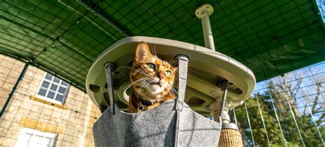 Catios And Outdoor Cat Enclosures Omlet