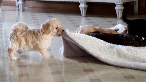 Sweet, friendly, and personable, your havapoo. Havapoo Puppies for Sale - YouTube