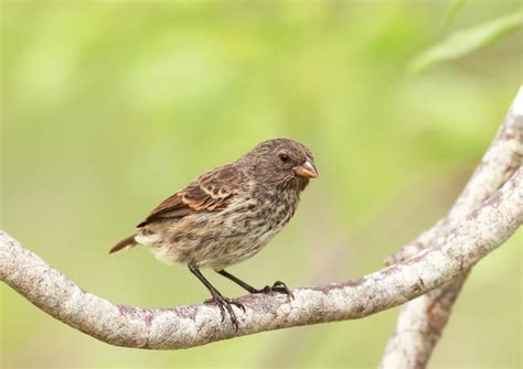 Jika burung ini jika berbunyi di dekat rumah mu atau lingkungan mu burung ini, namanya emprit (atau prit) gantil. Fungsi Paruh Burung Pengaruhi Bentuk - Ilmu dan Teknologi - koran.tempo.co