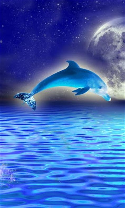 50 Free Live Dolphin Wallpaper On Wallpapersafari