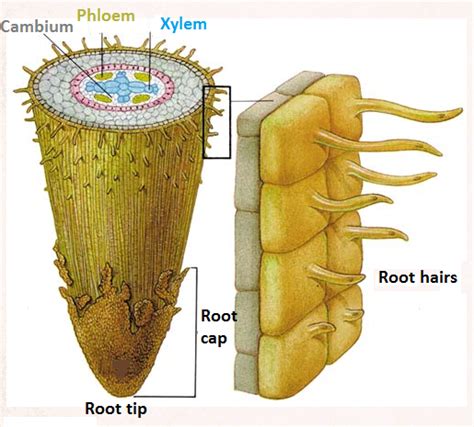 61 root hairs and water uptake by plants biology notes for igcse 2014 and 2022