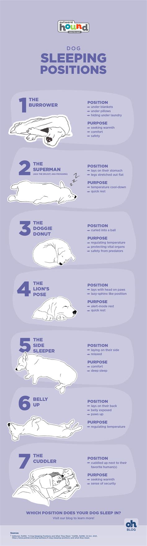 What Do Sleeping Positions Of Dogs Mean
