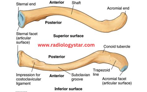 X Ray Anatomy Of Clavicle Bone