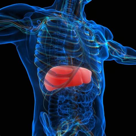 Liver Anatomy Images Search Images On Everypixel