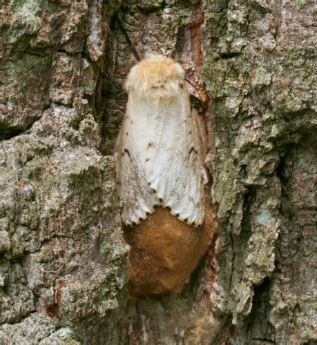 Repeated defoliation by the larvae or. Gypsy moth eggs and larvae - Lymantria dispar - BugGuide.Net