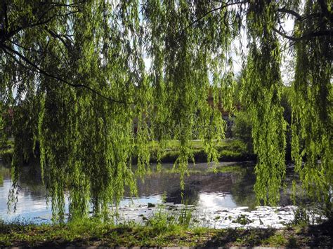 Long Tree Willow Branches Hang Above The Pond In The Park Stock Photo