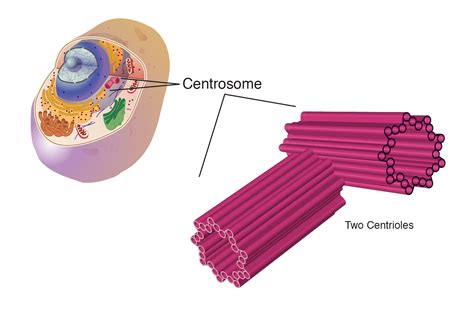 There are 4 main functions of microtubules: Centrosome