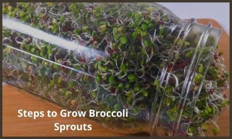 How To Grow Broccoli Sprouts