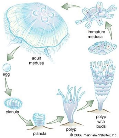 Fried egg jellyfish are wonderfully adorable goobly, yolky creatures that swim through the oceans like your breakfast on the move. Art:Life cycle of the common jellyfish Aurelia. Eggs ...