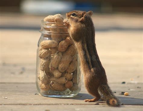 Chipmunk Eating A Peanut Stock Image Image Of Animals 70259687