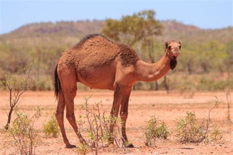 love them or hate em feral camels are a plague in the outback