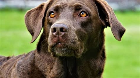 Dog Cancer Of Lymph Node Dog Discoveries