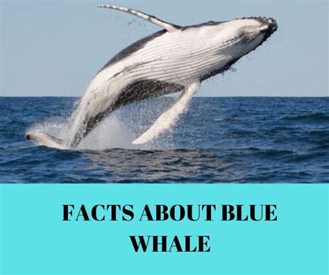 Blue Whale Facts