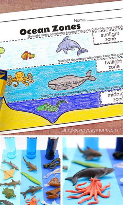 Ocean Zones For Kids: Learning About The Amazing Ocean | Ocean zones