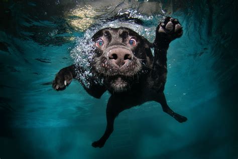 Underwater Swimming Dog Animals Wallpapers Hd Desktop And Mobile