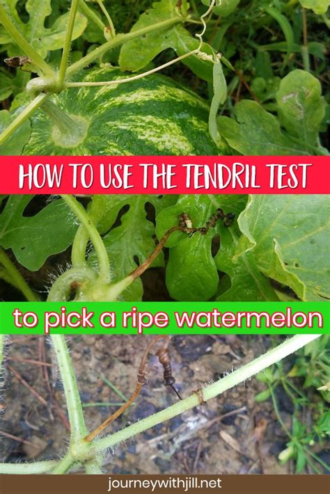 Are you wondering how to tell when corn is ready to pick? How to Tell when Melons are Ripe and Ready to Pick - The ...