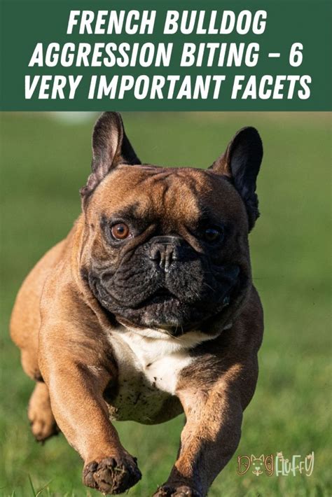 French Bulldog Aggression Biting 6 Very Important Facets Dog Fluffy