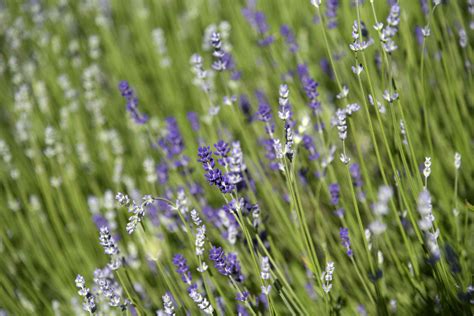 How To Grow And Care For Munstead Lavender