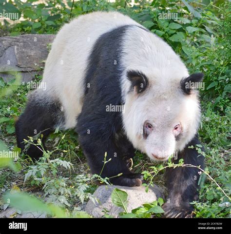 Giant Panda Emerging From A Forest Stock Photo Alamy
