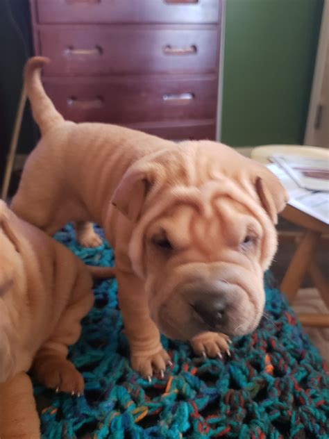 Chinese Shar Pei Puppies For Sale Sophia Nc 323637