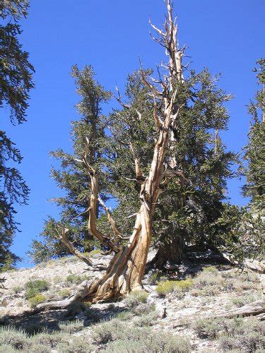 Ancient Bristlecone Pine Tree Growing Kit Pinus Aristata Grow