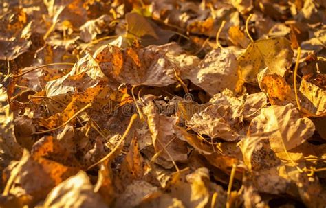 Golden Autumn Leaves Autumn Background Stock Image Image Of Color