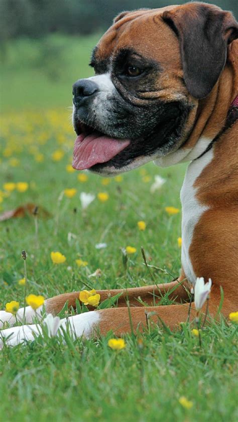 Free Download Cute Boxer Dog Wallpapers Desktop Dogs Boxer Cute Boxer
