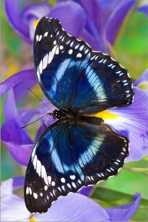 Beautiful Butterfly Pictures Butterfly Images Beautiful Bugs Butterfly Kisses Beautiful