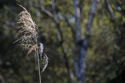 Reed Nature Grass Pond Free Photo On Pixabay Pixabay