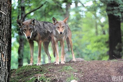 Two Wild Red Wolves Found Dead In North Carolina Reducing Population