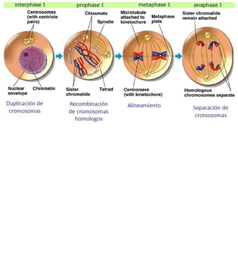 Apunte Mitosis Y Meiosis Biología Prueba De Transición Filadd