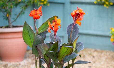 Canna Cannova Bronze Orange Or Scarlet Potted Plants Groupon