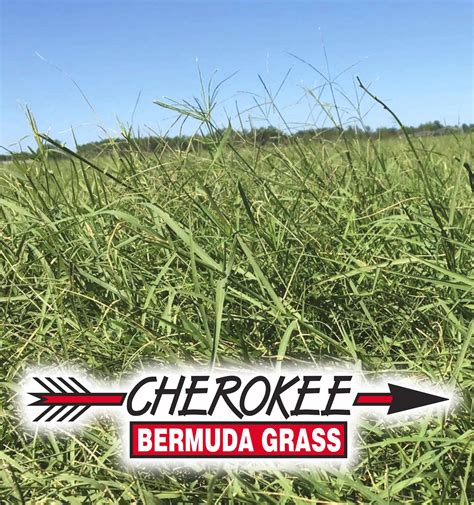 Lawn maintenance companies in desoto can be so unreliable and unprofessional it is ridiculous. Cherokee Bermuda Grass Seed - Nixa Hardware & Seed Company