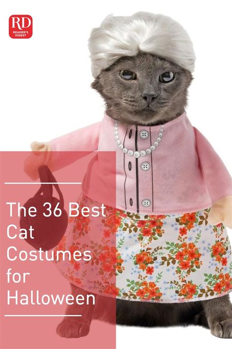 35 Best Cat Costumes For Your Feline Friend This Halloween Pet