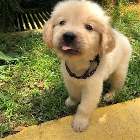Overall this book provides useful information for owners of a new golden puppy. PUREBRED GOLDEN RETRIEVER PUPPIES FOR SALE FOR SALE ...