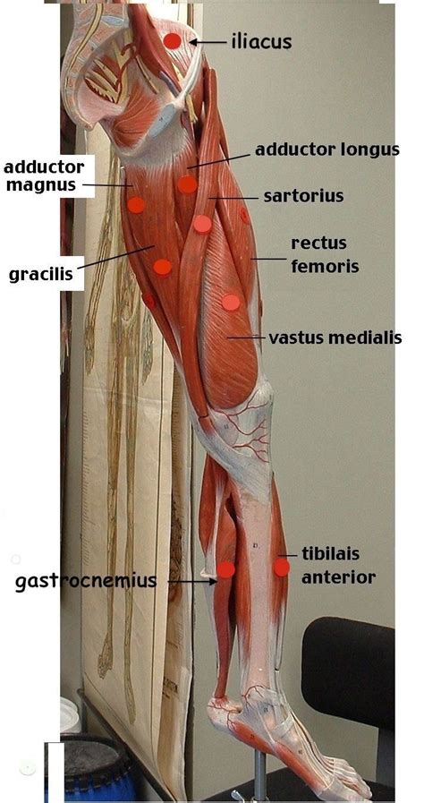 Muscles Anatomy And Physiology Health Fitness Training Muscle Leg