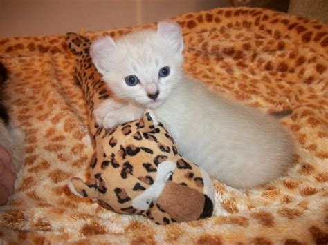 They are liars and fakes. Pictures of Past Highland Lynx Kittens ...