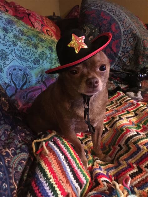 Pin By Clarice On ♥️ My Chihuahuas Cowboy Hats Cowboy Chihuahua