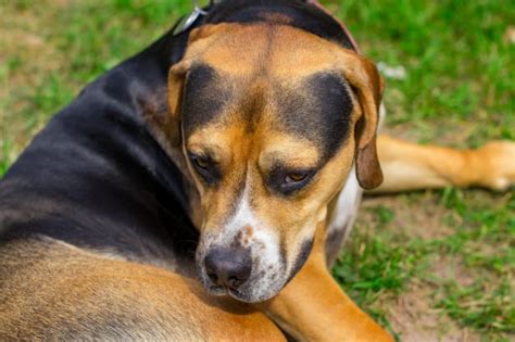 As 10 Raças De Cachorro Mais Populares No Brasil