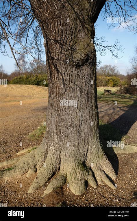 Oak Tree Trunk In Epping Forest Stock Photo Alamy