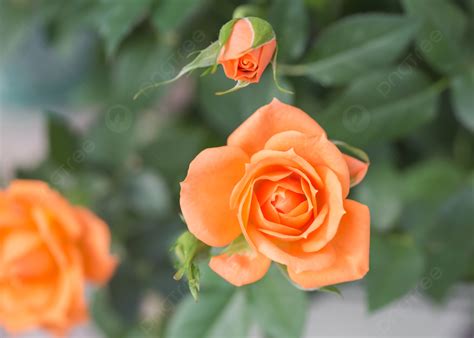 รูปดอกกุหลาบสีส้มสวยงาม พื้นหลัง ประณีต ส้ม กุหลาบดอกไม้ภาพพื้นหลัง