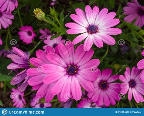 Purple African Daisy Blooming In Spring In Arboretum And Botanical