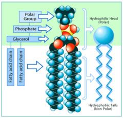Check spelling or type a new query. Cell Membrane structure and function Flashcards | Quizlet