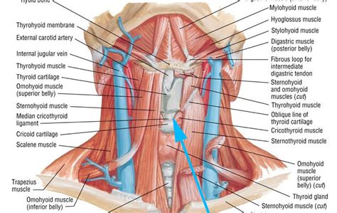 Thyroid Neck Anatomy Diagram