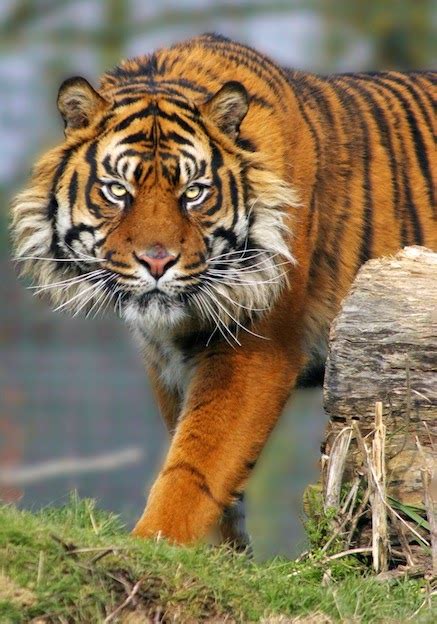 Gambar Rangkuman Lengkap Fakta Unik Mengenai Harimau Siswa Sumatera