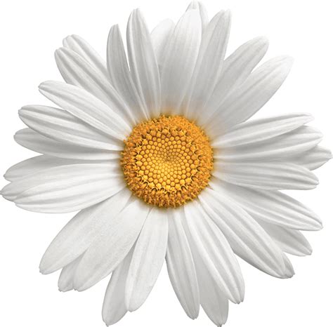 Daisy Png Images Free Png Image